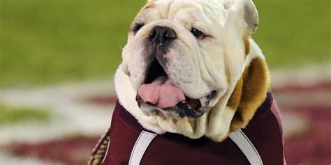 The Role of the MSU Bulldog Mascot in Fundraising and Alumni Relations Efforts